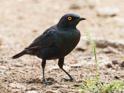 Glossy Starling-0854.jpg